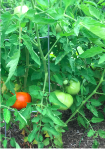 First Ripe Tomato 